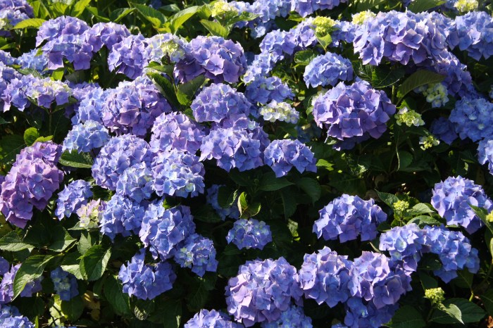 hydrangeas