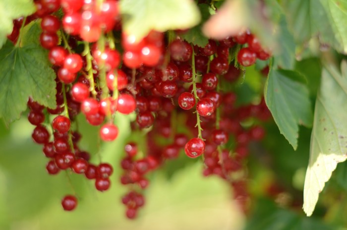 redcurrants