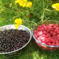 blackcurrants loganberries