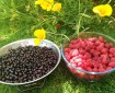 blackcurrants loganberries